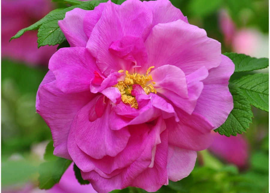 Uwodzicielska róża - dwa przepisy na dania z kwiatów