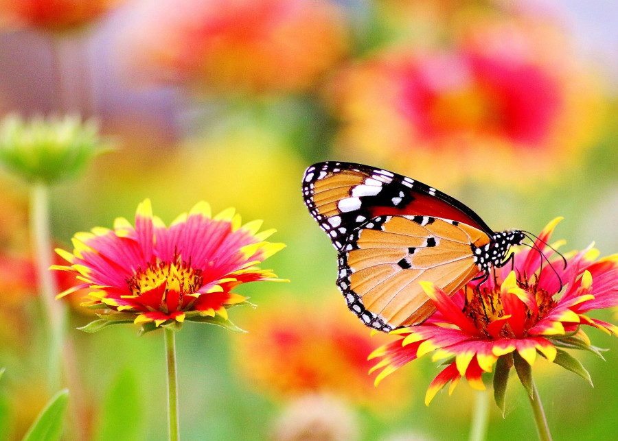 Ogród atrakcyjny dla motyli fot. Abdullah Shakoor - Pixabay