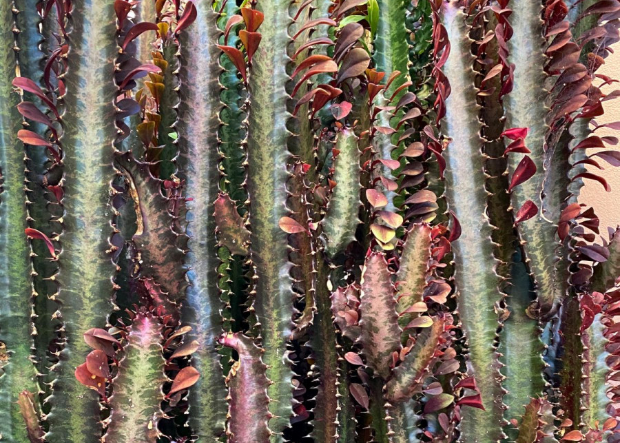 Wilczomlecz trojzebrowy Euphorbia trigona, fot. Jannet Serhan - Unsplash