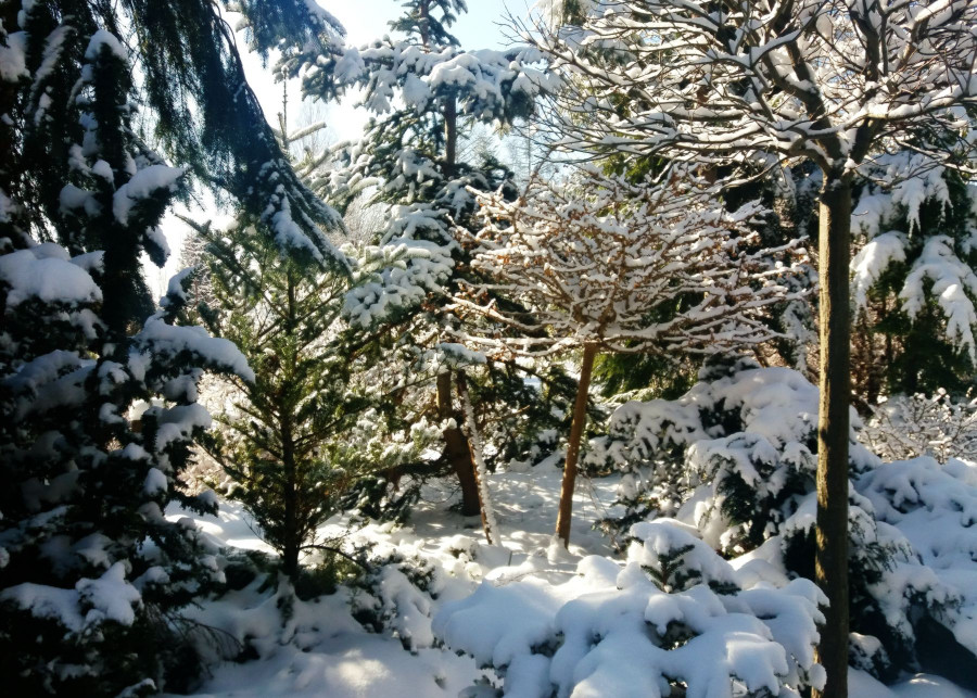 Rosliny zimozielone ozdobia ogród zima, fot. Katarzyna Jeziorska
