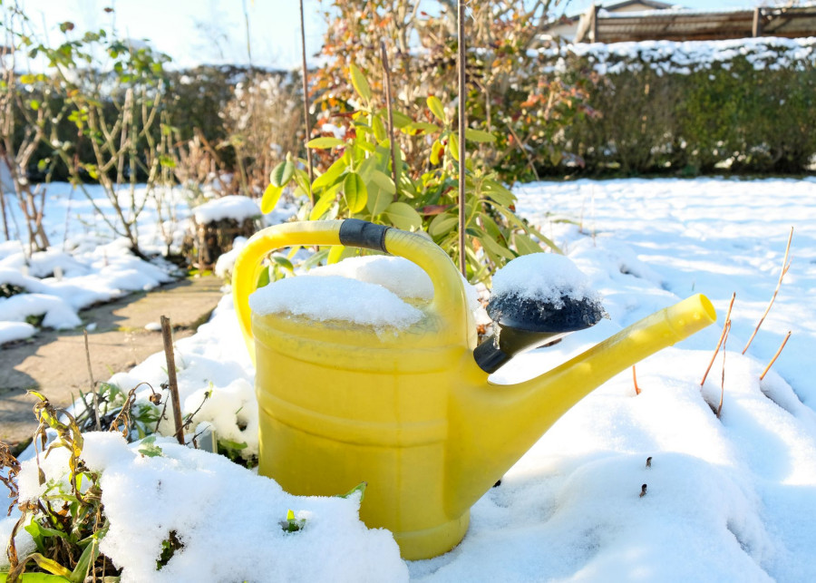 Zimowe podlewanie roślin zimozielonych fot. DEWI-Stockphotos - Depositphotos