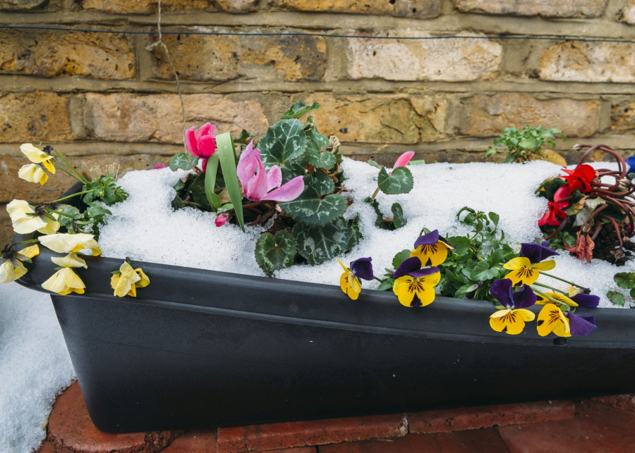 Zimowanie kwiatów balkonowych fot. Brasilnut - Depositphotos