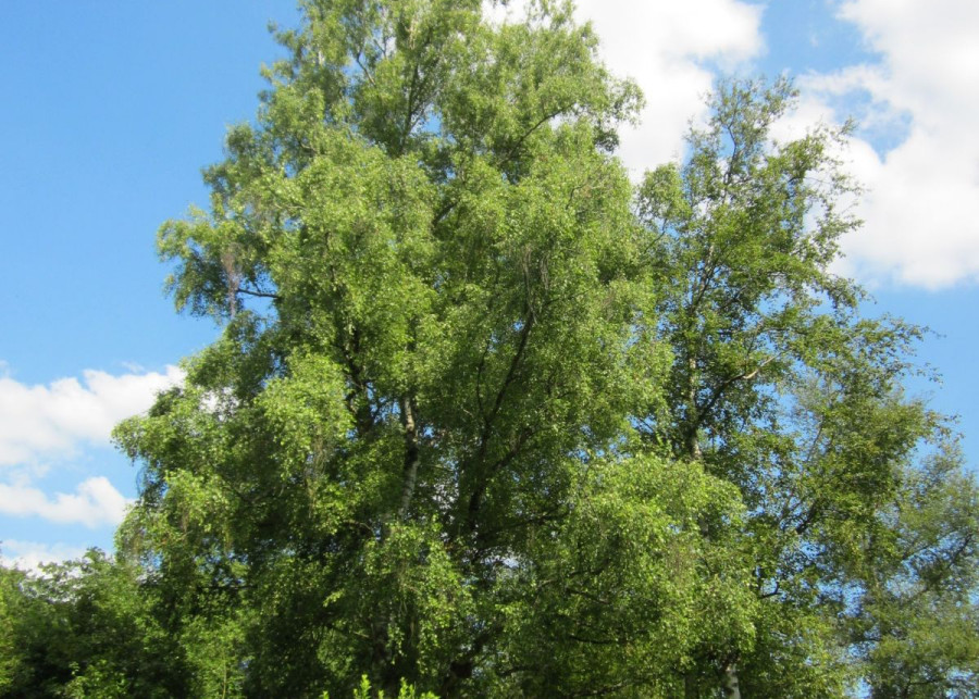 Brzoza omszona Betula pubescens