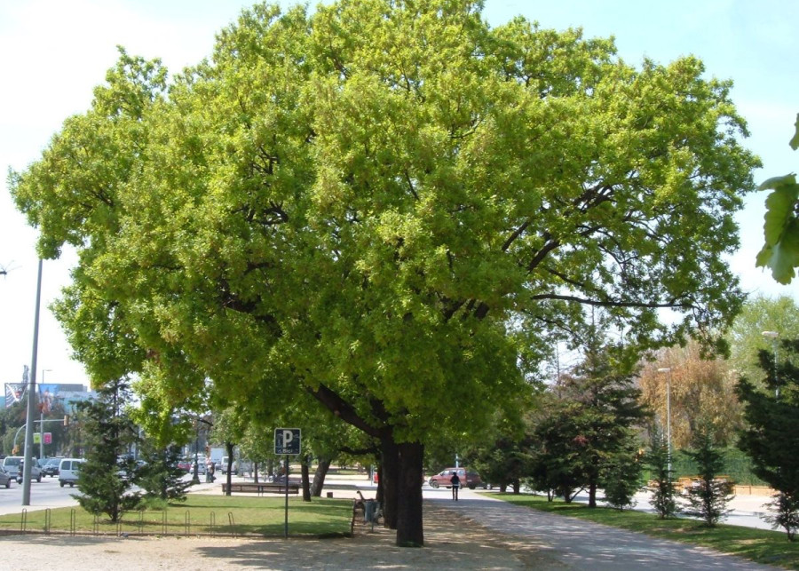Dab omszony Quercus pubescens
