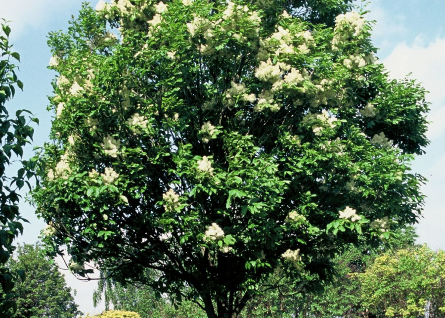 Jesion mannowy Fraxinus ornus wiosna