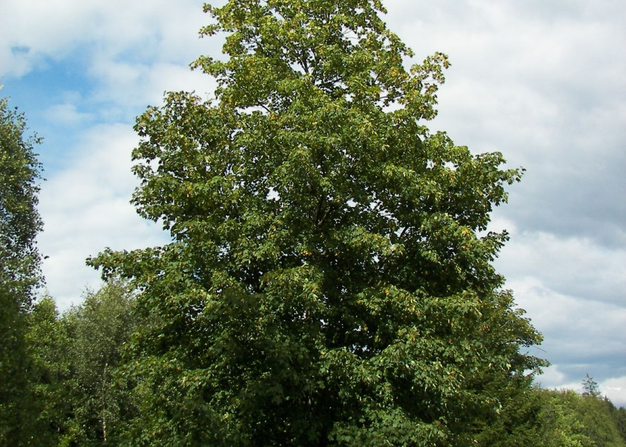 Acer pseudoplatanus Klon jawor