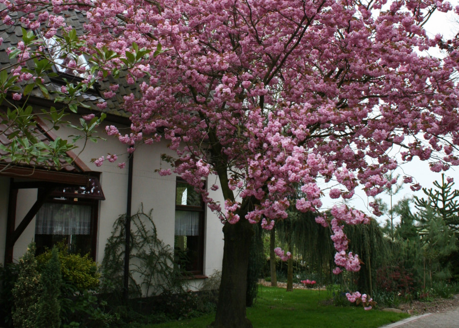 drzewa kwitnące do małego ogrodu - najciekawsze odmiany fot. iVerde