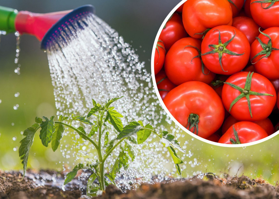 Nawożenie pomidorów przez podlewanie