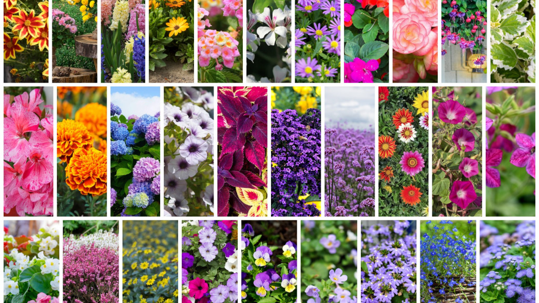 co posadzic na balkonie_lista 30 kwiatow