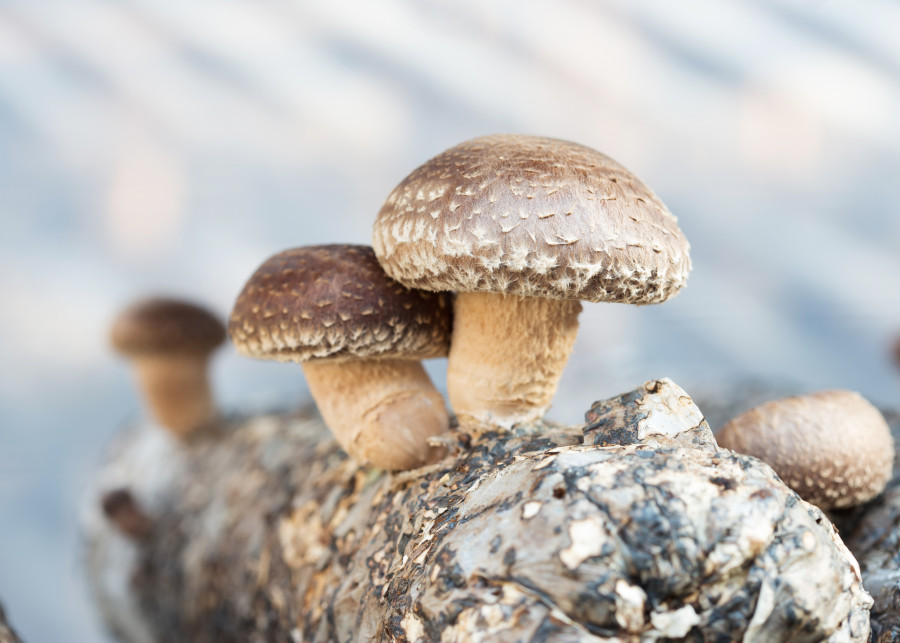 Własna hodowla grzybow shiitake Uprawiaj azjatyckie grzyby