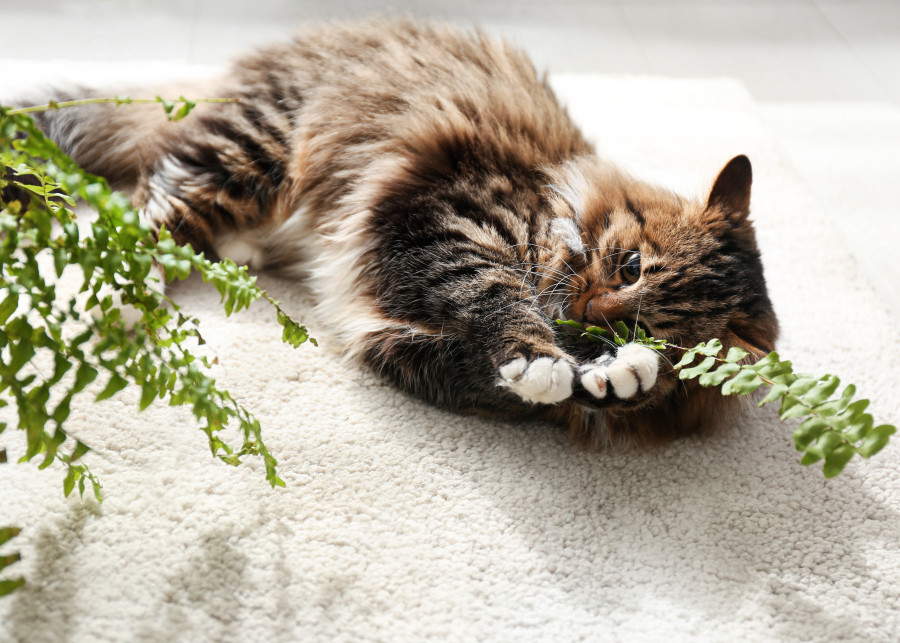 Rośliny kochane przez koty