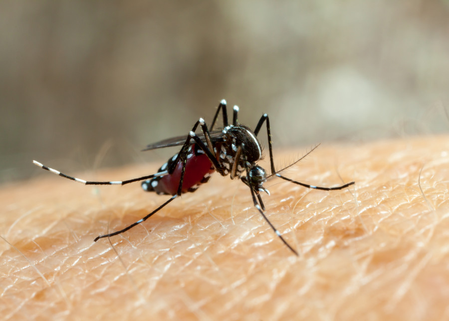 Jak pozbyć się komarów z domu i ogrodu