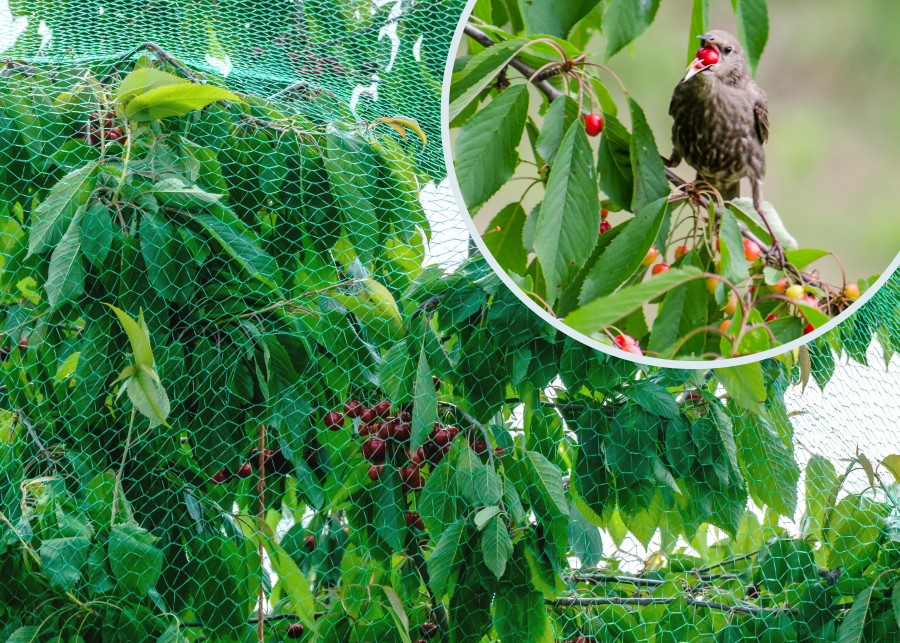 Ochrona owoców przed ptakami