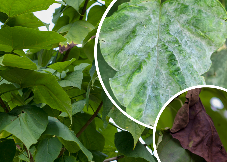 Choroby katalpy - zdjęcia - objawy na liściach - opryski i zwalczanie