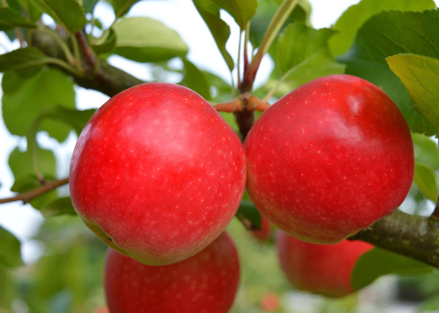 Duże czerwone jabłka dzięki odpowiedniej pielęgnacji jabłoni