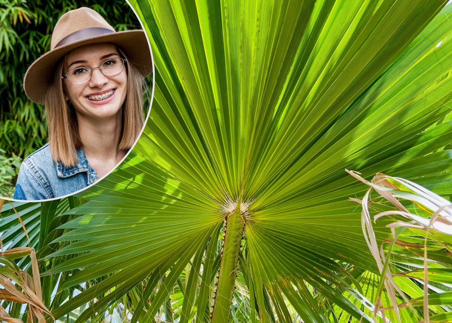 mrozoodporne palmy - najbardziej wytrzymałe gatunki