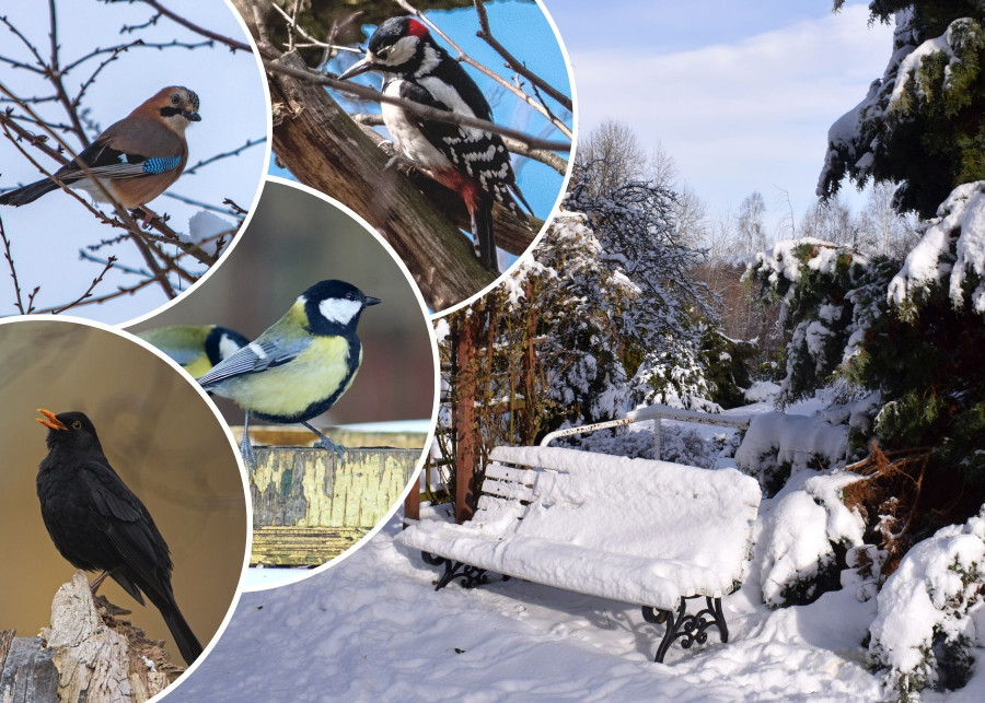 Te ptaki zostaną z nami na zimę. Znasz je wszystkie?