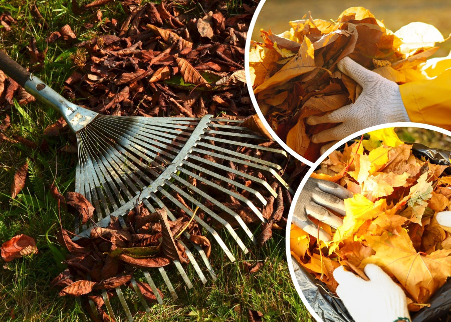 Nie wyrzucaj liści z ogrodu 2 praktyczne pomysły na jesienne zero waste