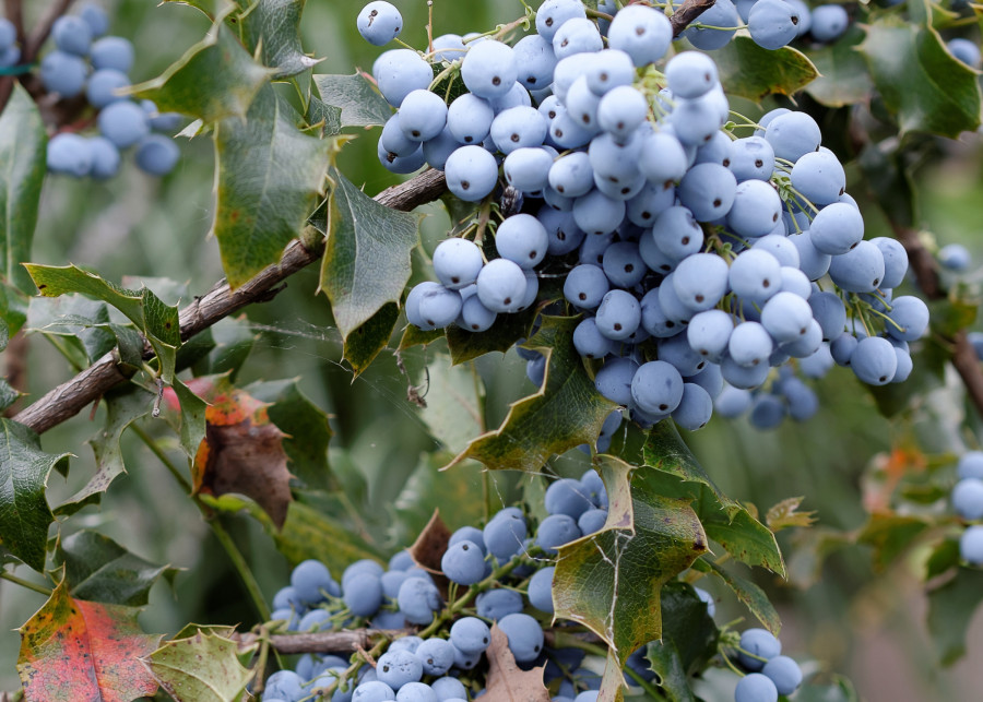 Mahonia jesienny rarytas - dwa przepisy na dania z owoców