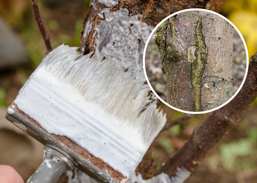 Bielenie drzew owocowych zapobiega uszkodzeniom kory w czasie zimy
