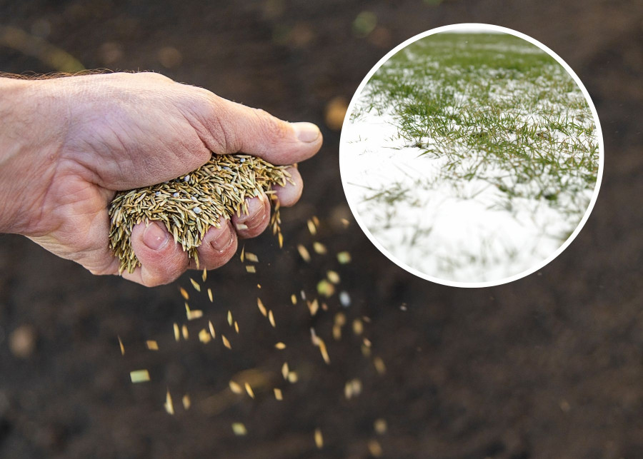 Idealny termin na wysiewanie trawy. Nie rób tego za wcześnie, bo nasiona nie wykiełkują. 