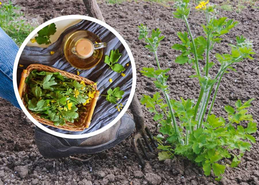 Glistnik jaskółcze ziele - chwast z ogródka nie tylko na kompost