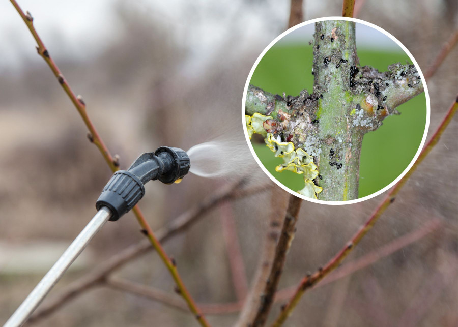 Naturalne opryski parafiną przed sezonem zwalczają mszyce - zimujące jaja i owady dorosłe