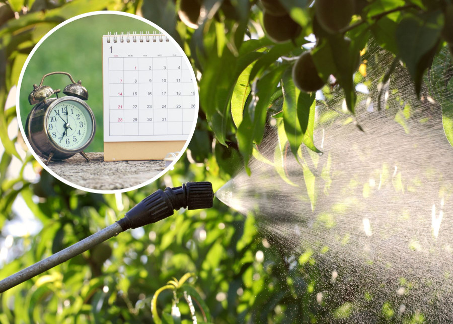 Ekologiczne opryski drzew owocowych - kalendarz ochrony od wiosny do jesieni