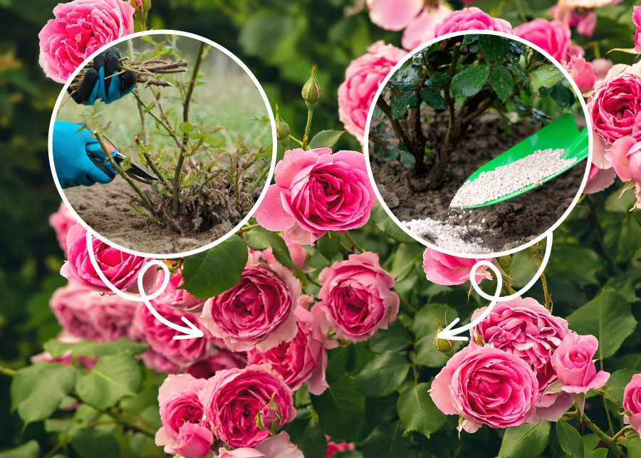 Wiosenna pielęgnacja róż - te dwa zabiegi są kluczowe dla zdrowych liści i pięknych kwiatów