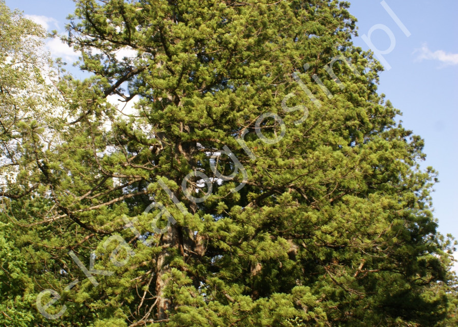 szydlica japońska Cryptomeria japonica duże iglaste drzewo w ogrodzie