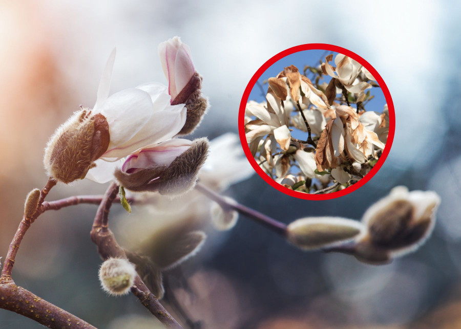 Pąki i przemarznięte kwiaty magnolii