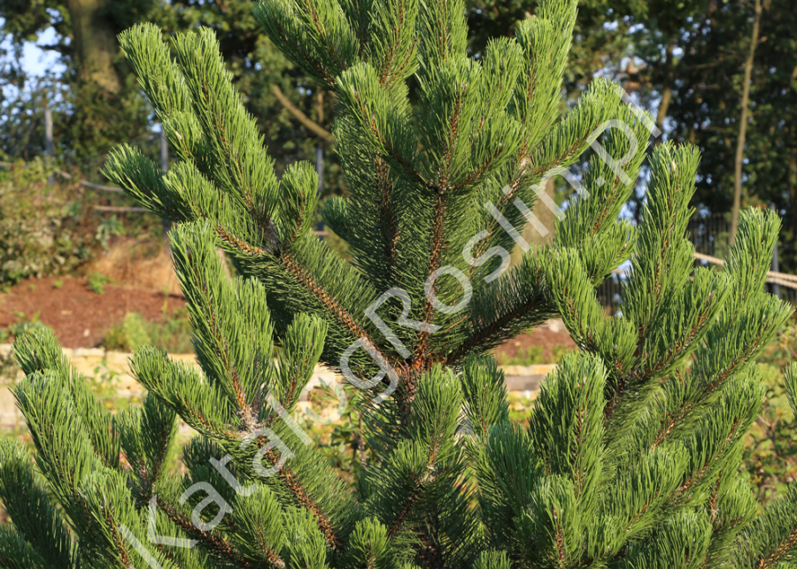 iglaste zimozielone drzew w ogrodzie - sosna czarna Pinus nigra Oregon Green Fot. Grzegorz Falkowski 