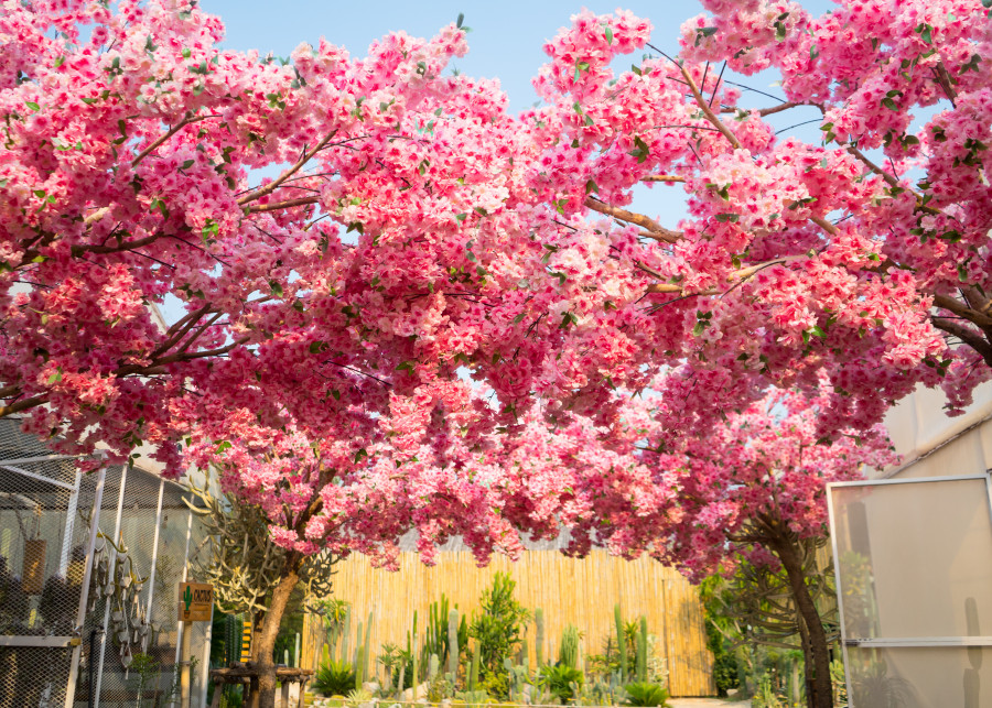 Naturalne piękno kwitnących wiśni i błękitne niebo. Japoński ogród sakury. Festiwal hanami w Japonii - czas, kiedy ludzie cieszą się kwitnieniem różowych kwiatów.