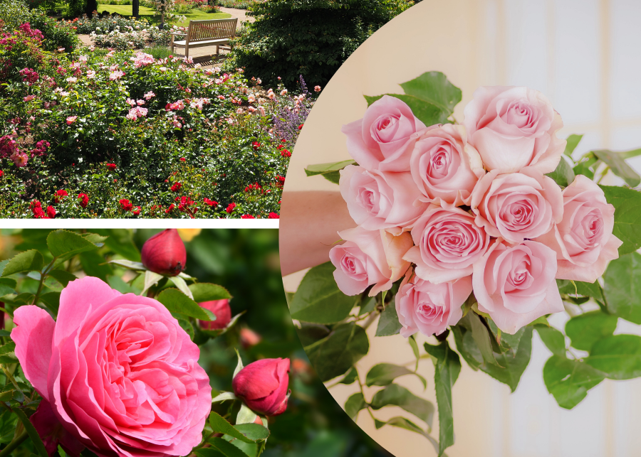 Róże na bukiety do wazonów - jakie najlepsze odmiany, cięcie i pielęgnacja fot. AdobeStock