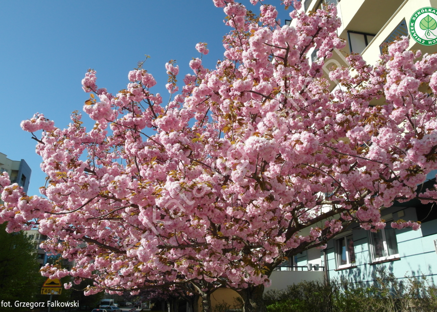 Kwitnąca wiosną na różowo wiśnia piłkowana (Prunus serrulata) 'Kanzan' - drzewo w mieście