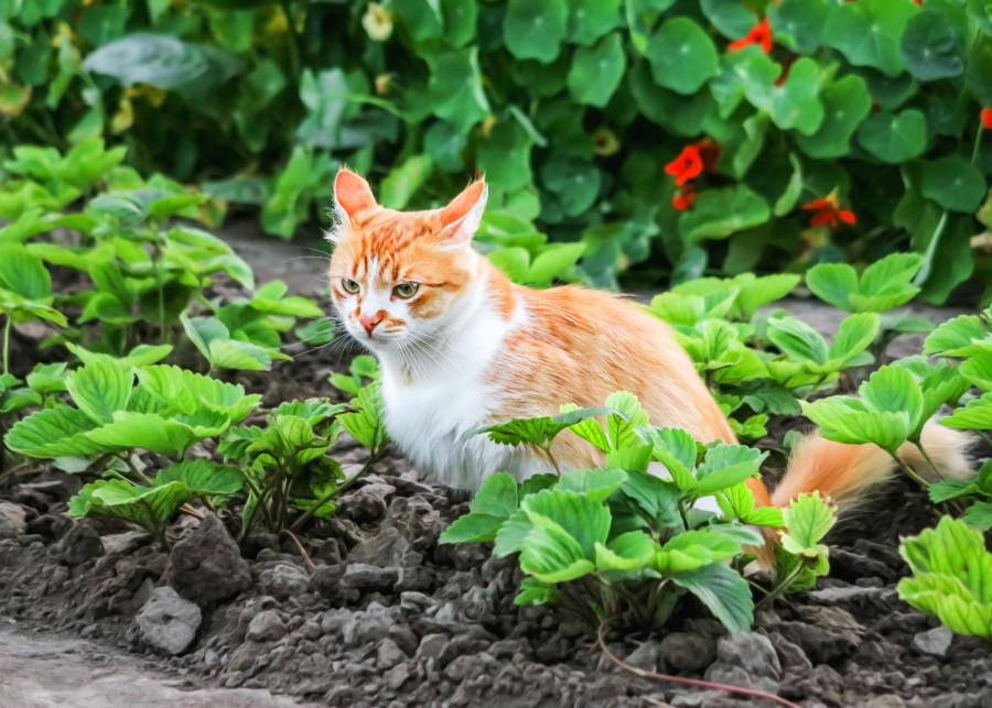 Kot w ogrodzie, na grządce z truskawkami