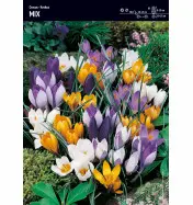 Krokus różne kolory Mix – 30 sztuk