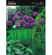 Czosnek 'Gladiator' – 3 szt