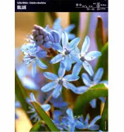 Cebulica dwulistna (Scilla) 'Blue' – 7 szt.